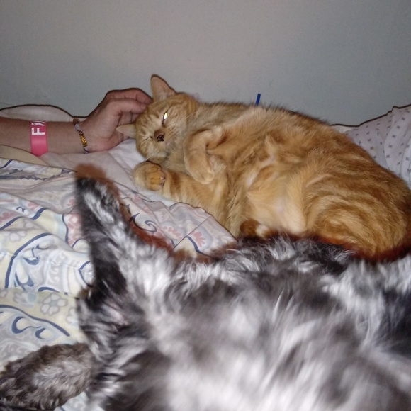 Meet your Posher, Sharon - Picture 5 of 8